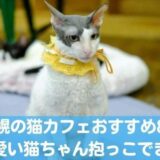 札幌の猫カフェおすすめ8選！可愛い猫ちゃんを抱っこできるのはここ