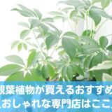 札幌の観葉植物が買えるおすすめ店12選！おしゃれな専門店あり