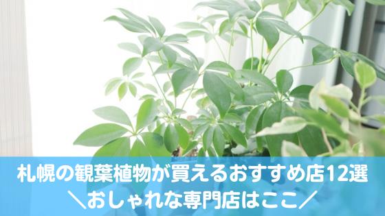 札幌の観葉植物